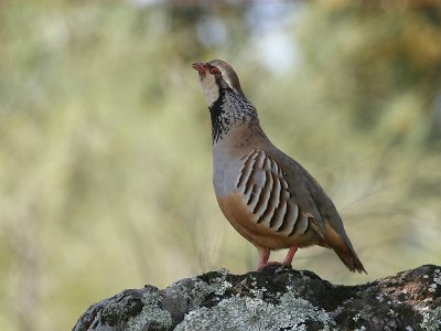 Rode Patrijs; Red-legged Partridge