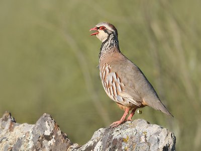 Rode Patrijs; Red-legged Partridge