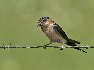 Roodstuitzwaluw; Red-rumped Swallow