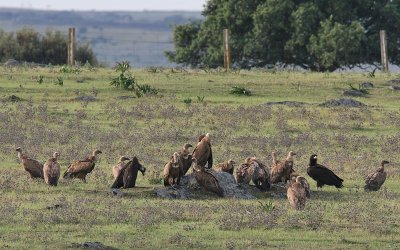 Vale Gier; Griffon Vulture