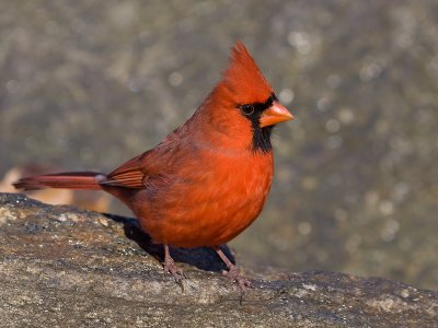 RodeKardinaal; Northern Cardinal