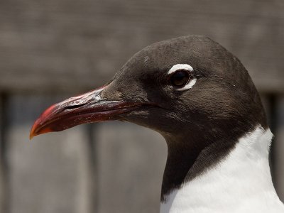 Lachmeeuw; Laughing Gull