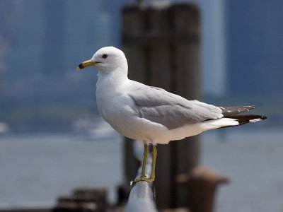 Ringsnavelmeeuw; Ring-billed Gull