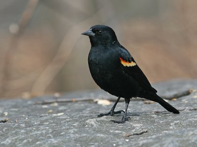 Epauletspreeuw; Red-winged Blackbird