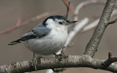 Witborstboomklever; White Breasted Nuthatch