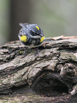 Geelstuitzanger; Yellow-rumped warbler