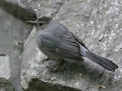 GrijzeKatvogel; Grey Catbird