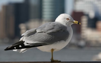 Ringsnavelmeeuw; Ring-billed Gull