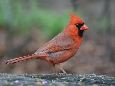 RodeKardinaal; Northern Cardinal