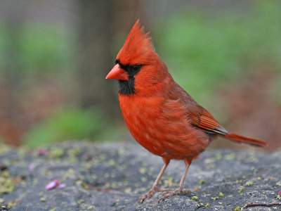 RodeKardinaal; Northern Cardinal