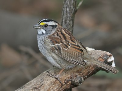Witkeelgors; White-Throated Sparrow