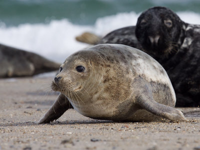 GrijzeZeehond; Grey Seal