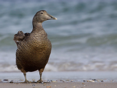 Eider; Eider