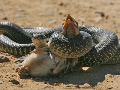 GrauweGors; Corn Bunting; Western whip snake; Geelgroene Toornslang