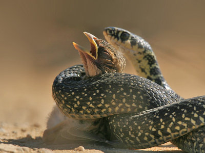 GrauweGors; Corn Bunting; Western whip snake; Geelgroene Toornslang