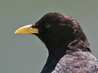 AlpenKauw; Chough