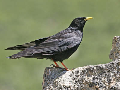 AlpenKauw; Chough