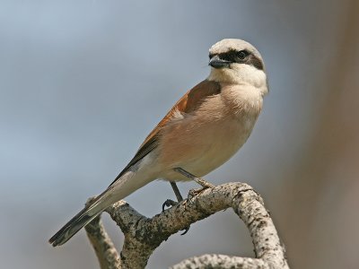 Grauwe Klauwier; Red-backed Shrike