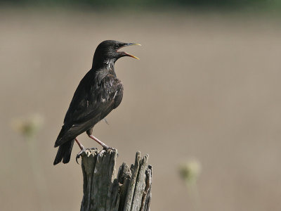 Zwarte Spreeuw; Spotless Starling