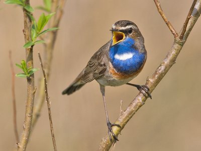 Blauwborst; Bluethroat