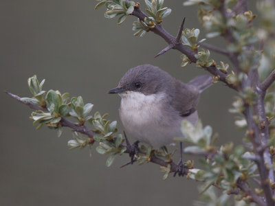 Braamsluiper; Lesser Whitethroat