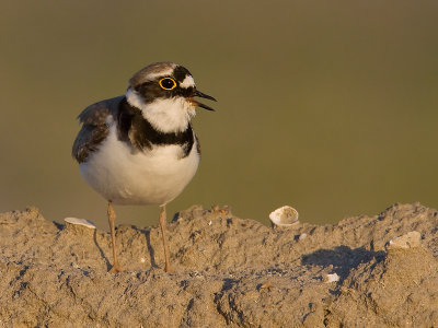 KleinePlevier; Little Ringed Plover