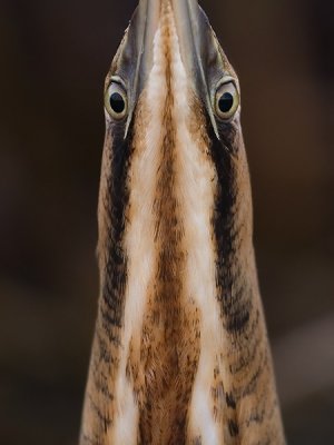 Roerdomp; Bittern