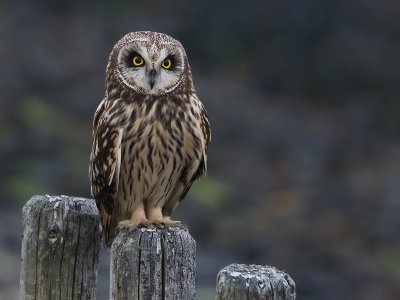 Velduil; Short-eared Owl