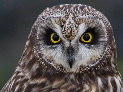 Velduil; Short-eared Owl