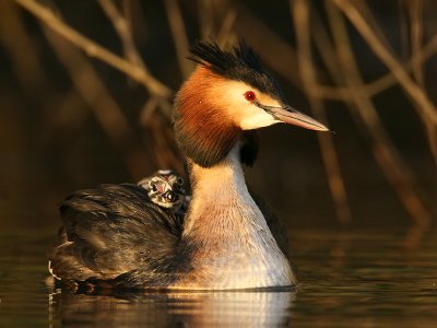 Fuut; Great Crested Grebe
