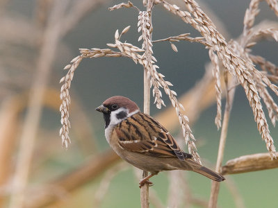 Ringmus; Tree Sparrow