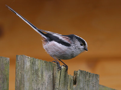 Staartmees; Long-tailed Tit