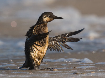 Zeekoet; Guillemot