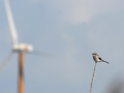 Klapekster; Great Grey Shrike