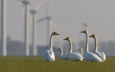 WildeZwaan; Whooper Swan