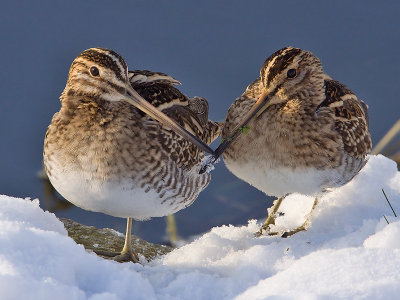 Watersnip; Snipe