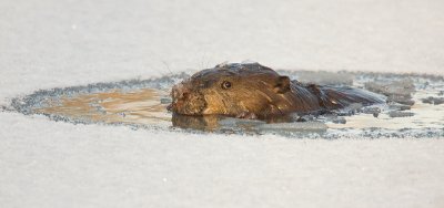 Bever; Beaver