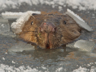 Bever; Beaver