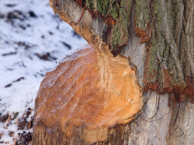 Bever; Beaver