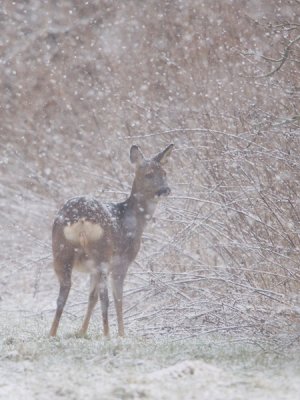 Ree; Red Deer