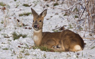 Ree; Red Deer