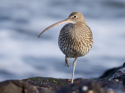 Wulp; Curlew