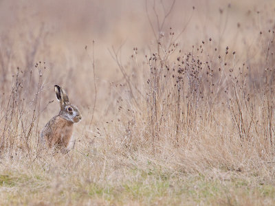 Haas; Hare