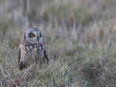 Velduil; Short-eared Owl