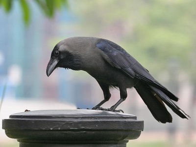 Huiskraai; House crow