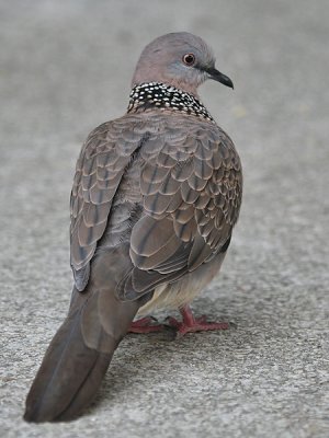 Parelhalstortel; Spotted dove