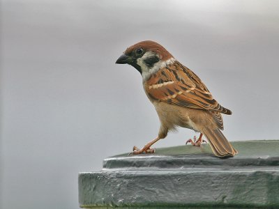 Ringmus; Tree Sparrow