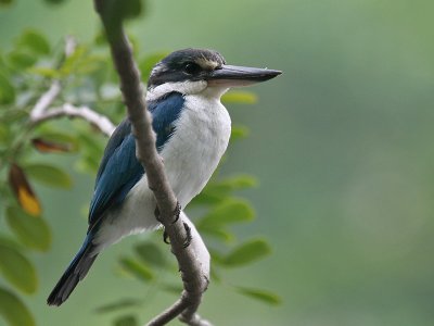 Witkraag IJsvogel; White-collared kingfisher