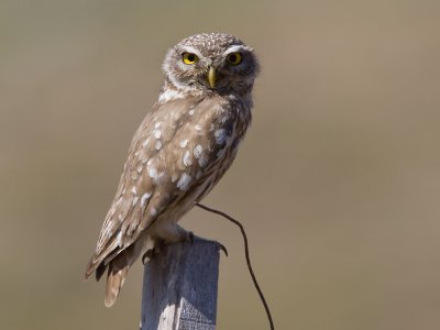 Steenuil; Little owl