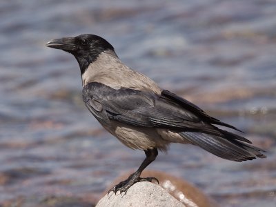 BonteKraai; Hooded Crow